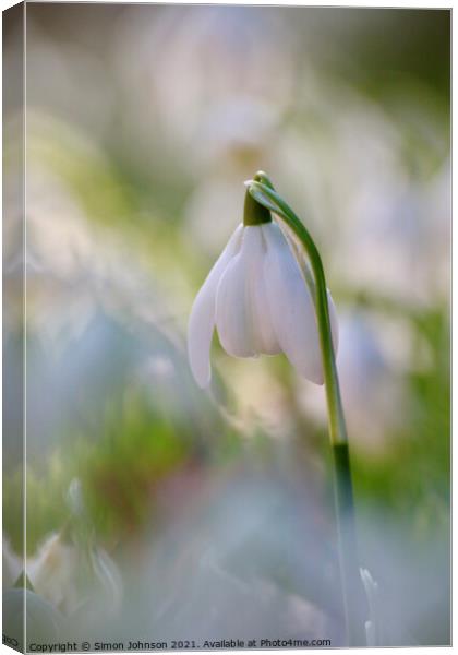 snowdrop flower Canvas Print by Simon Johnson