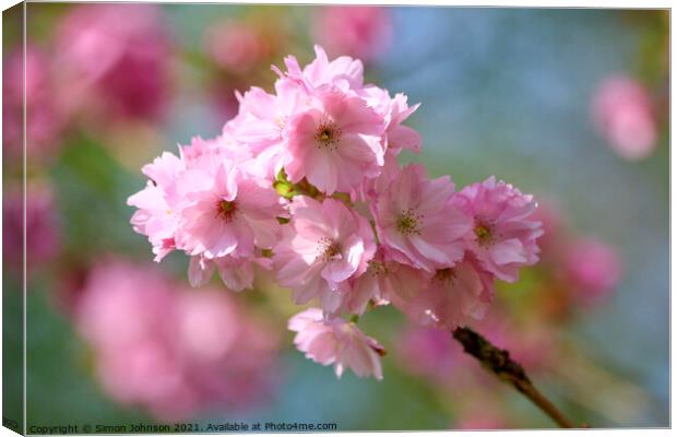 Pink Cherry Blossom Canvas Print by Simon Johnson