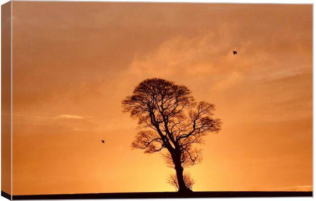 one tree two crows Canvas Print by Simon Johnson