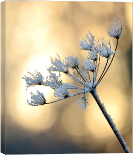 Backlit frosted grass Canvas Print by Simon Johnson