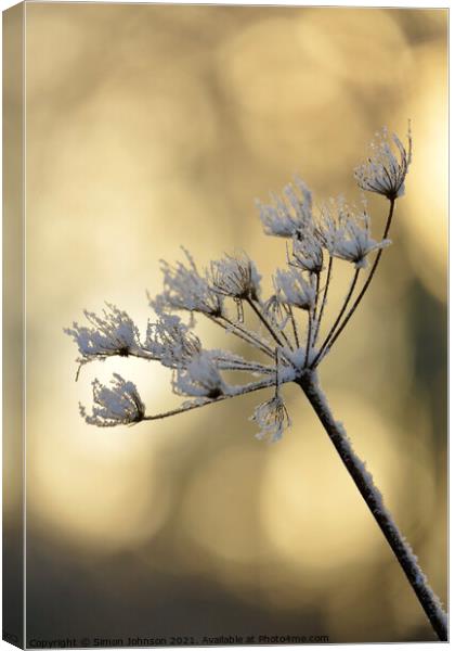 sunlit frosted Grass Canvas Print by Simon Johnson