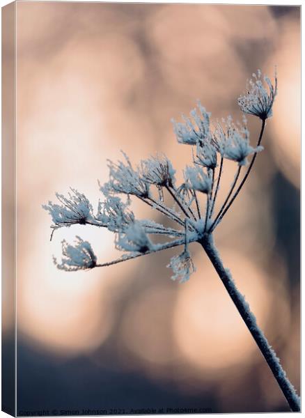 Backlit frosted grass Canvas Print by Simon Johnson