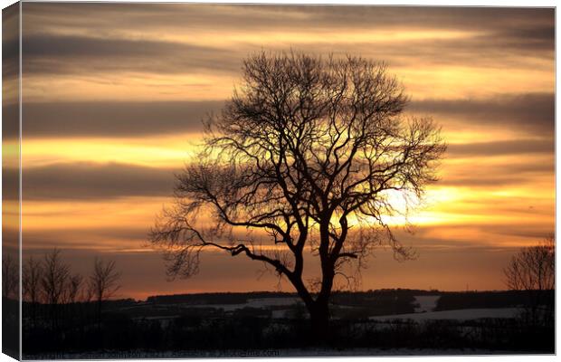 Tree silhouette sunset Canvas Print by Simon Johnson