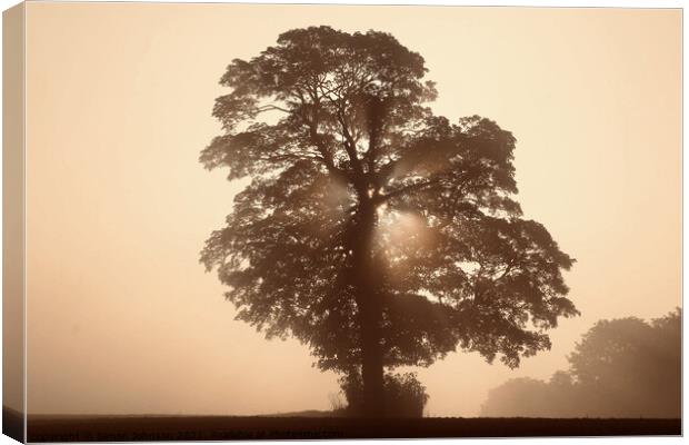 Tree Silhouette  Canvas Print by Simon Johnson
