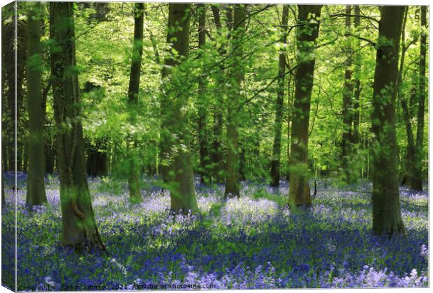 Beech wood and bluebells Canvas Print by Simon Johnson