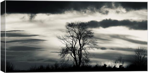 Tree Silhouette  Canvas Print by Simon Johnson