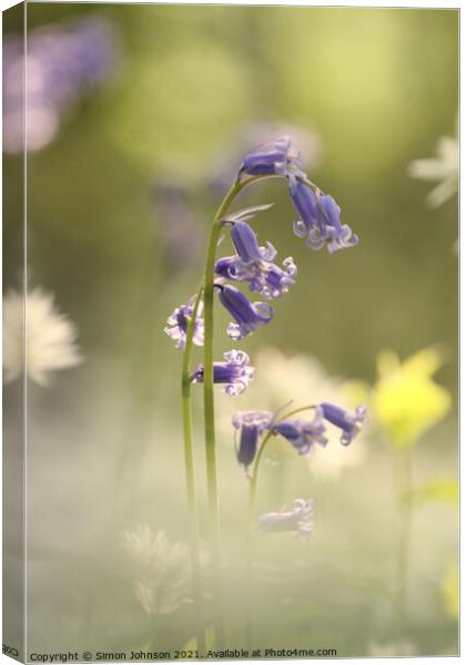 Bluebell flower Canvas Print by Simon Johnson