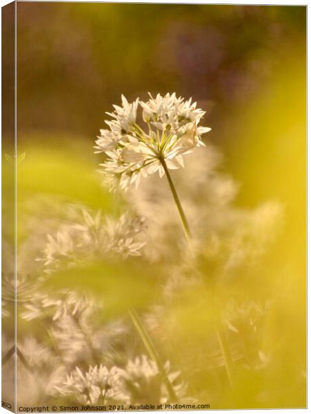 Wild garlic flower Canvas Print by Simon Johnson