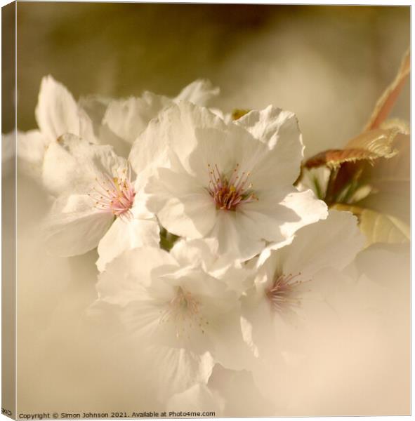 Blossom close up Canvas Print by Simon Johnson