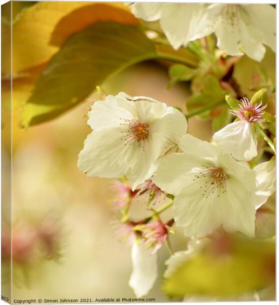 Spring blossom Canvas Print by Simon Johnson