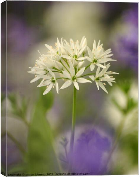 Wild garlic flower Canvas Print by Simon Johnson