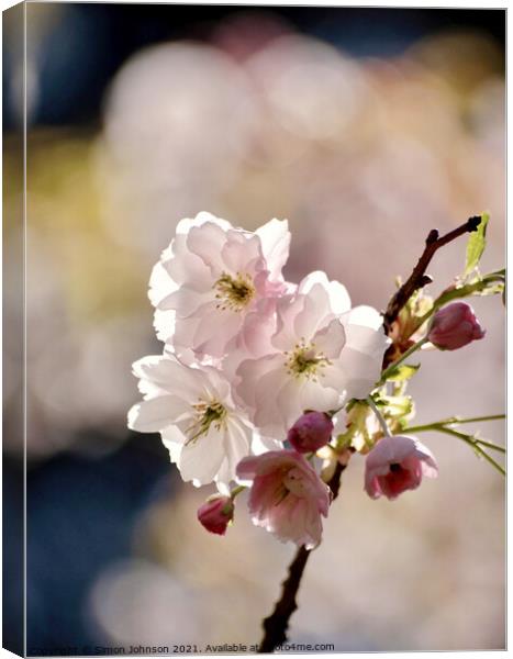 Sunlit Blossom Canvas Print by Simon Johnson