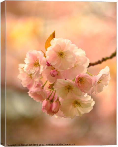 Blossom Canvas Print by Simon Johnson