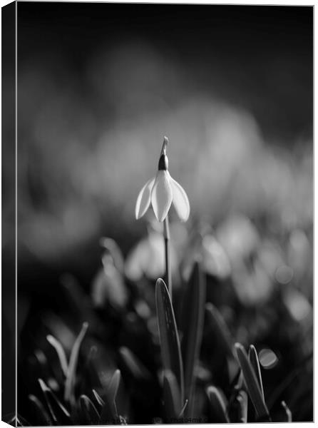 Snowdrop standing to attention Canvas Print by Simon Johnson