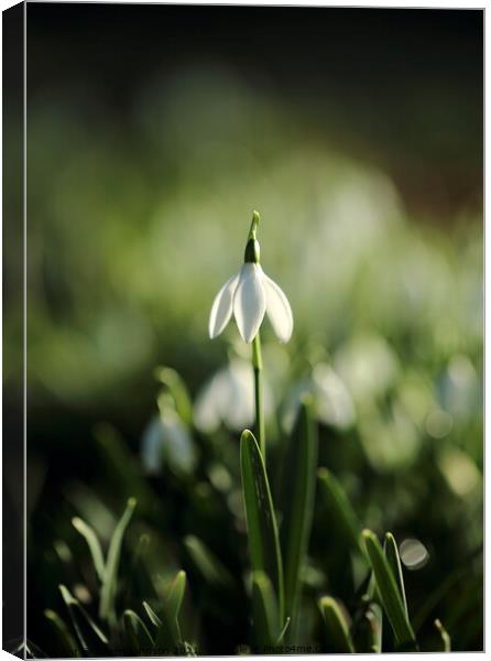 stand up Snowdrop Canvas Print by Simon Johnson