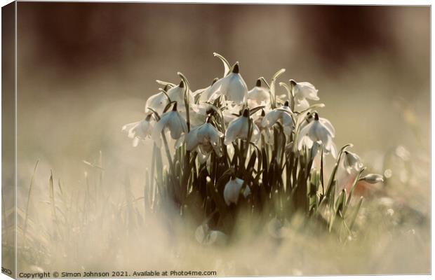 A collection of snowdrops Canvas Print by Simon Johnson