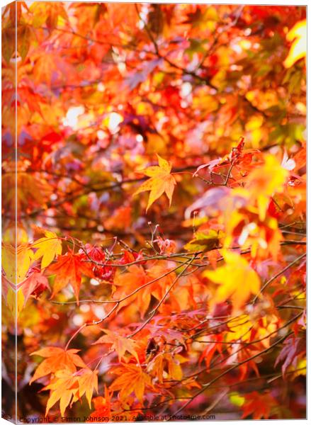 sunlit Autumn acer leaves   Canvas Print by Simon Johnson