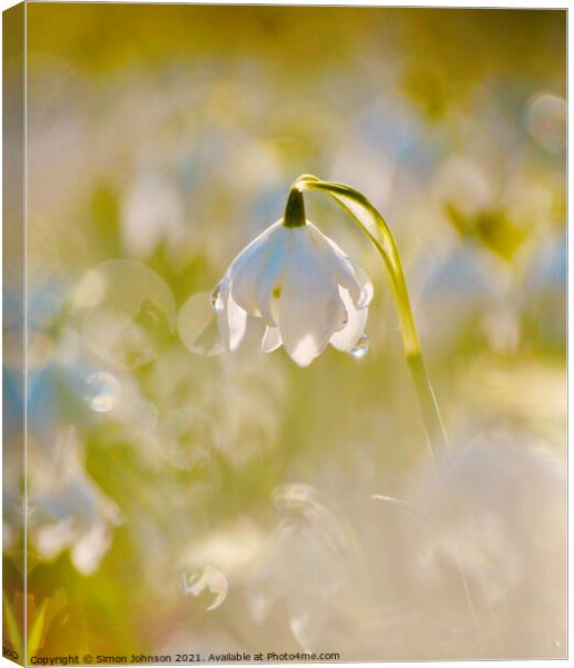 Snowdrop flower Canvas Print by Simon Johnson