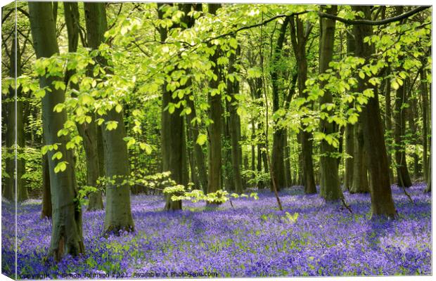 Sunlit bluebell Woodland Canvas Print by Simon Johnson