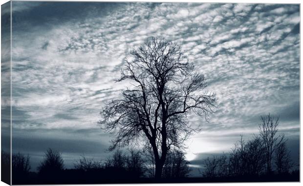 Winter tree and sky Canvas Print by Simon Johnson