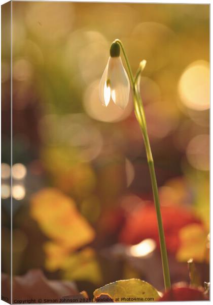 sunlit snowdrop Canvas Print by Simon Johnson