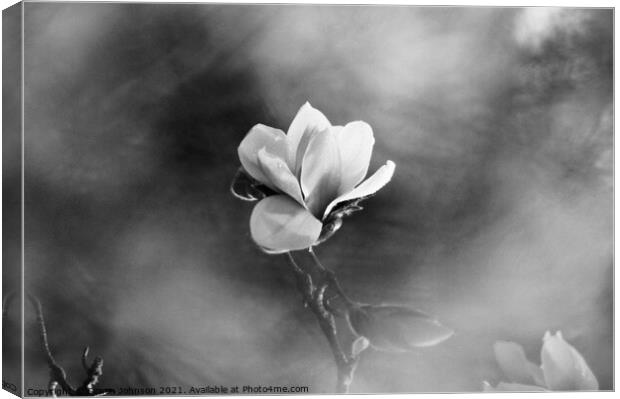 Magnolia flower  Canvas Print by Simon Johnson