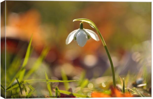 Sunlit snowdrop Canvas Print by Simon Johnson