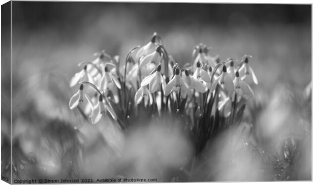 Snowdrop flowers Canvas Print by Simon Johnson
