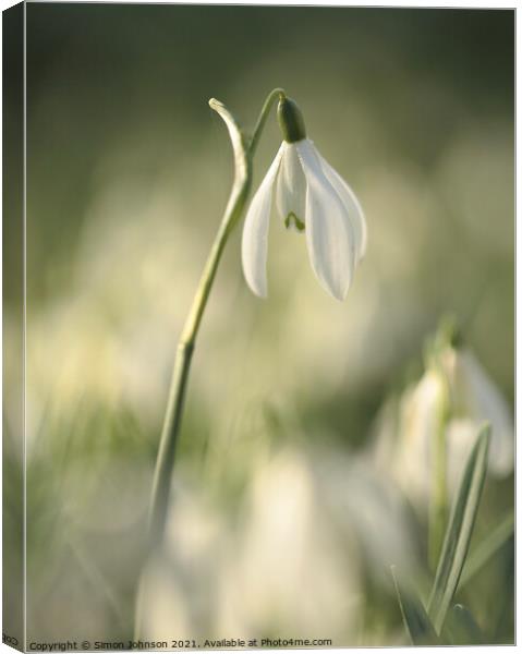 Stand out Snowdrop Canvas Print by Simon Johnson