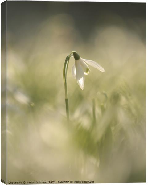 sunlit snowdrop Canvas Print by Simon Johnson