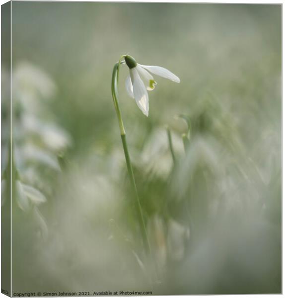Isolated snowdrop flower Canvas Print by Simon Johnson