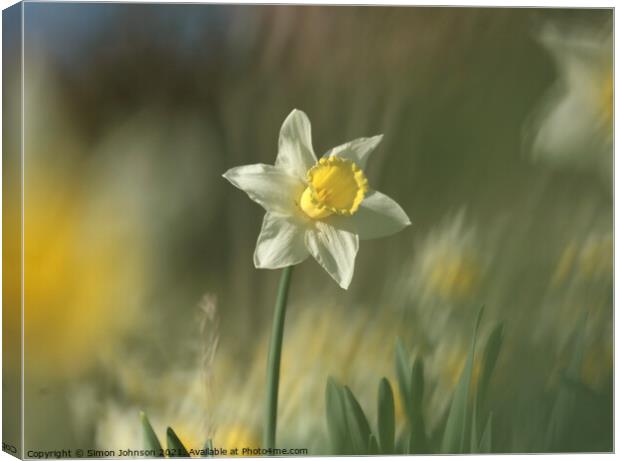 Daffodil flower Canvas Print by Simon Johnson