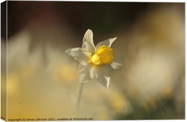 Sunlit Daffodil flower Canvas Print by Simon Johnson