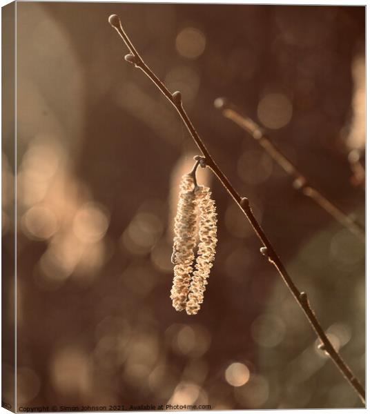 Sunlit catkin Canvas Print by Simon Johnson