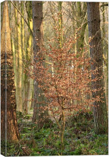 sunlit Beech  tree Canvas Print by Simon Johnson