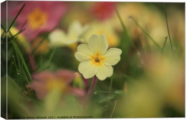 Spring Primrose flower Canvas Print by Simon Johnson