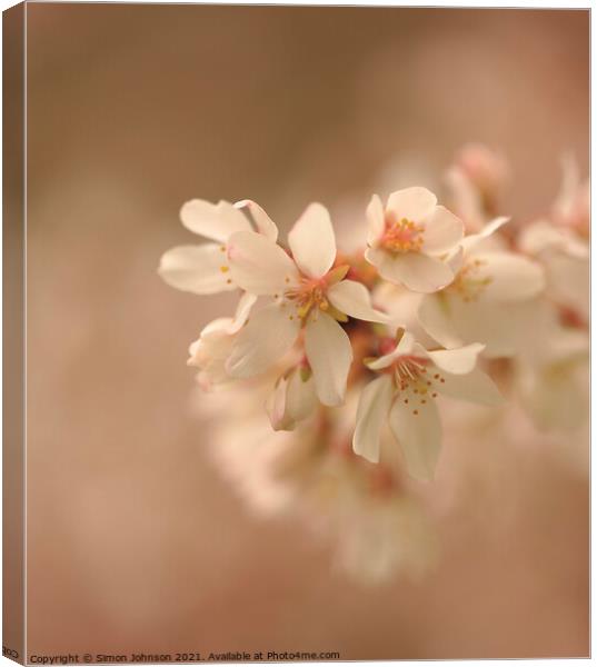 Spring Cherry Blossom flower Canvas Print by Simon Johnson