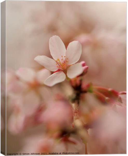 A close up  Spring Cherry Blossom  Canvas Print by Simon Johnson