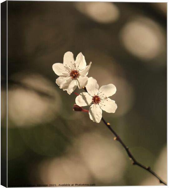 sunlit spring Blossom Canvas Print by Simon Johnson