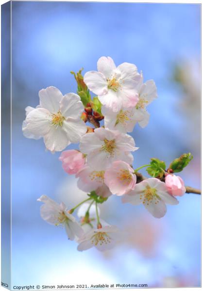 Spring Cherry Blossom Canvas Print by Simon Johnson