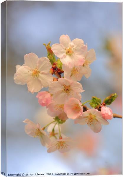 Spring Cherry Blossom Canvas Print by Simon Johnson