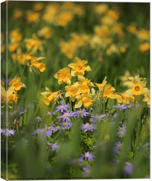 Spring flowers  Canvas Print by Simon Johnson