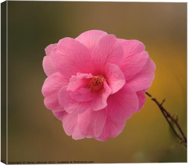 Camellia Flower Canvas Print by Simon Johnson