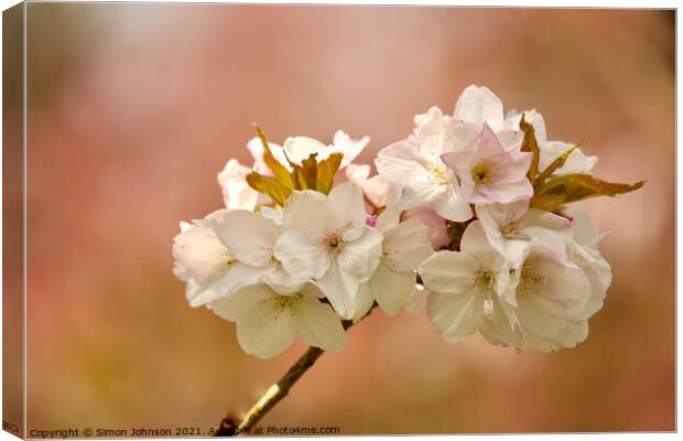 White Cherry Blossom  Canvas Print by Simon Johnson