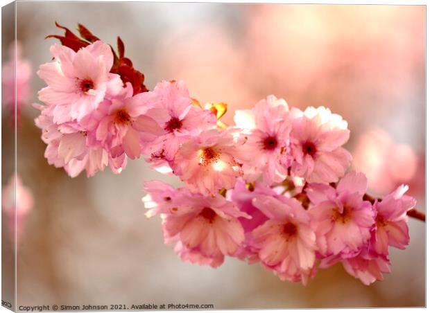 `Cherry Blossom Canvas Print by Simon Johnson