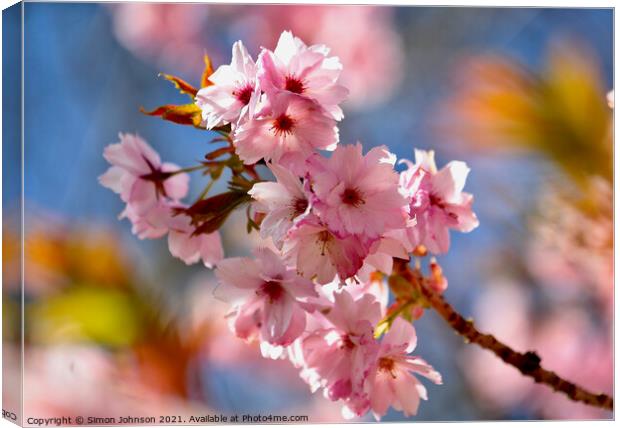 close up of spring Blossom Canvas Print by Simon Johnson