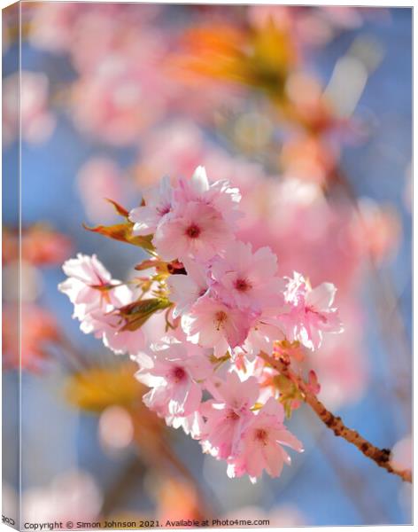 Sunlit cherry Blossom Canvas Print by Simon Johnson