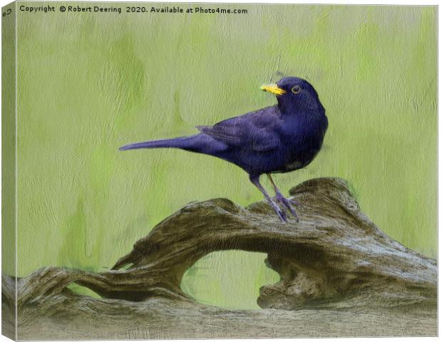 Blackbird on log Canvas Print by Robert Deering