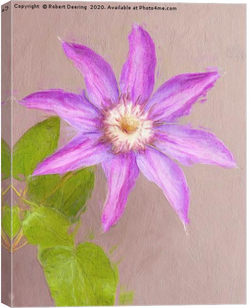 Clematis single bloom Canvas Print by Robert Deering
