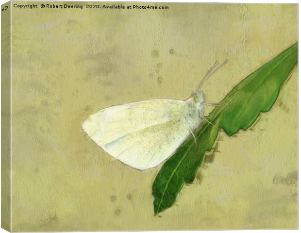 Small white butterfly Canvas Print by Robert Deering